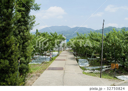 あら川の桃園 32750824