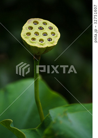 ハスの花托 かたく の写真素材