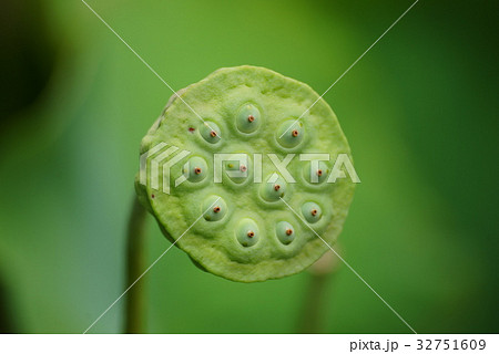 ハスの花托（かたく） 32751609