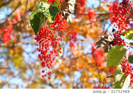 イイギリの実 イイギリの実 32752469