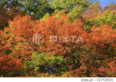 秋の印象 諏訪峡紅葉 秋の印象 諏訪峡紅葉 32752635