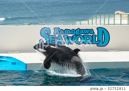 シャチの能力 32752811