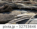 流れ着いた流木 32753646