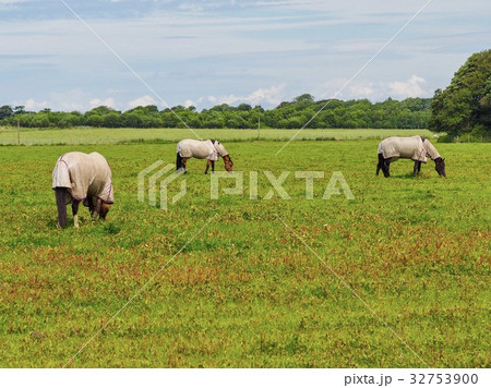 Horses 32753900
