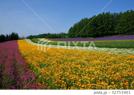 富良野の花畑 富良野の花畑 32753901