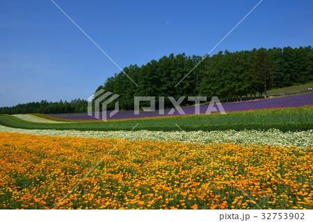 富良野の花畑 32753902