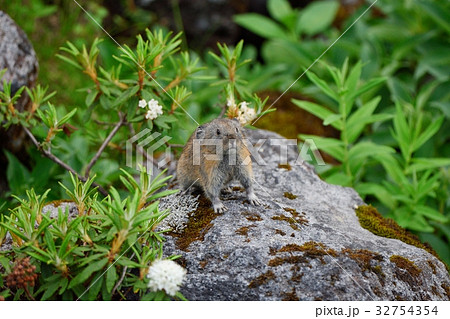 エゾイソツツジとナキウサギ 32754354