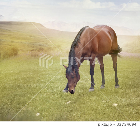 Brown  horse grazing in a field 32754694