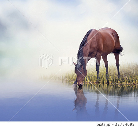 Brown  horse drinking water 32754695