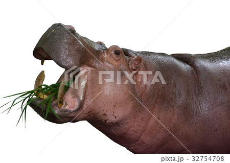 Hippotamus is eating some of grasses 32754708