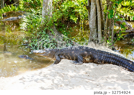 American Alligator in Florida Wetland. Everglades American Alligator in Florida Wetland. Everglades 32754924