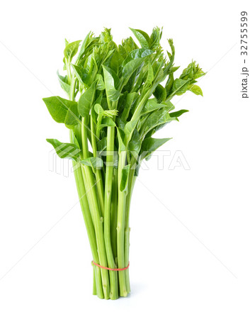 Malabar spinach or Ceylon spinach isolated 32755599