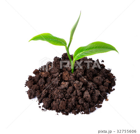 green tea leaf isolated on white background green tea leaf isolated on white background 32755606