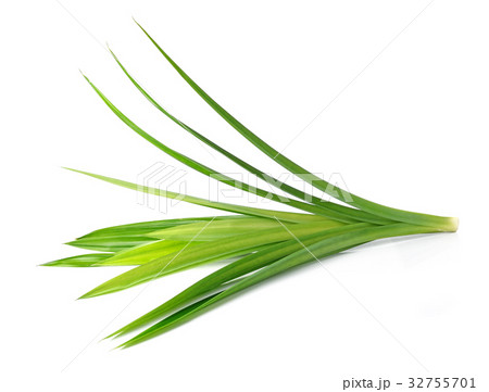 Fresh Pandan leaves on white background 32755701