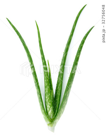 Aloe vera fresh leaf isolated on white background 32756048