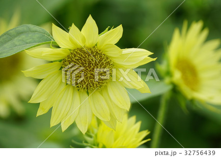 ひまわり　セーラームーン　 32756439