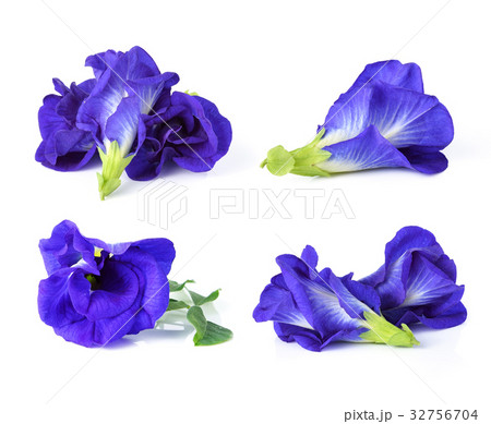 Butterfly Pea isolated on white background Butterfly Pea isolated on white background 32756704