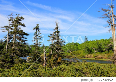 神仙沼自然休養林のエゾマツさん 神仙沼自然休養林のエゾマツさん 32756952