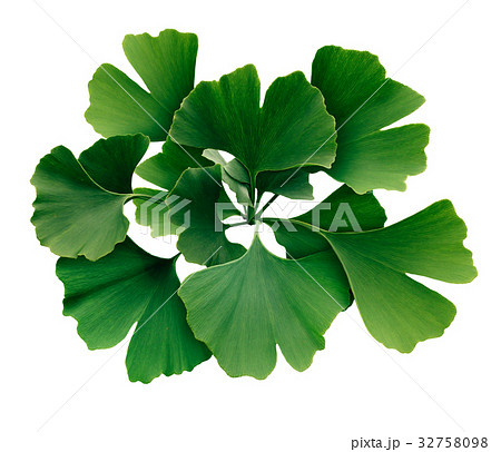 Ginkgo Biloba Isolated Ginkgo Biloba Isolated 32758098