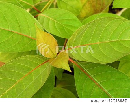 タニワタリノキの新芽/八王子 タニワタリノキの新芽/八王子 32758887