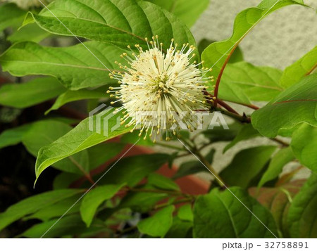 タニワタリノキの花/八王子 タニワタリノキの花/八王子 32758891