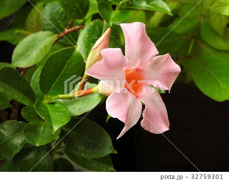 サンパラソル/八王子 サンパラソル/八王子 32759301