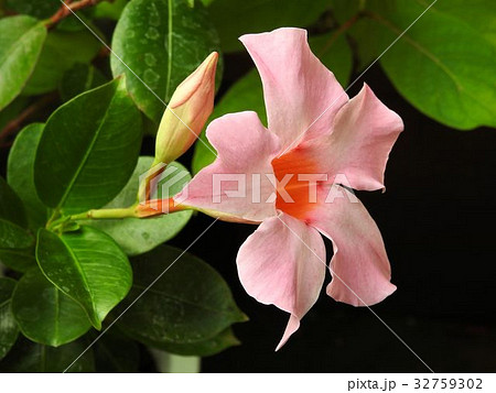 サンパラソル／八王子 32759302