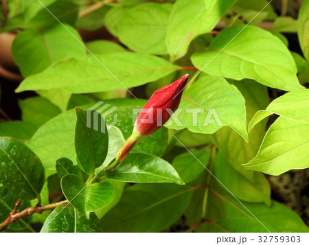 サンパラソル／八王子 32759303