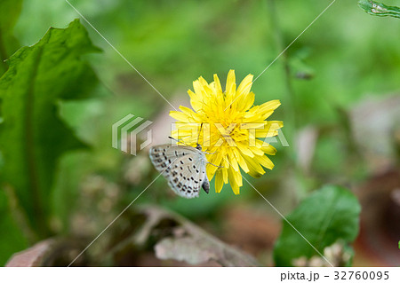 シジミチョウ たんぽぽ 観察 ダンデライオン 昆虫 自然保護 かわいい シジミチョウ たんぽぽ 観察 ダンデライオン 昆虫 自然保護 かわいい 32760095