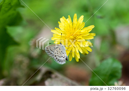 シジミチョウ　たんぽぽ　観察　ダンデライオン　昆虫　自然保護　かわいい 32760096