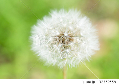 植物 たんぽぽ ダンディライオン たんぽぽ 綿毛 白 ホワイト やわらかい 飛ぶ 花言葉の写真素材