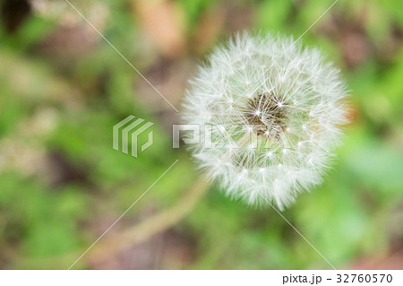 植物 たんぽぽ ダンディライオン たんぽぽ 綿毛 白 ホワイト やわらかい 飛ぶ 花言葉 植物 たんぽぽ ダンディライオン たんぽぽ 綿毛 白 ホワイト やわらかい 飛ぶ 花言葉 32760570