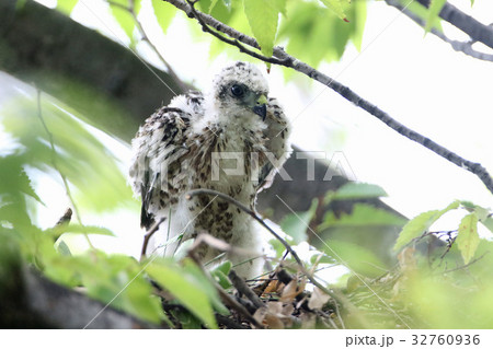 ツミの雛 ツミの雛 32760936