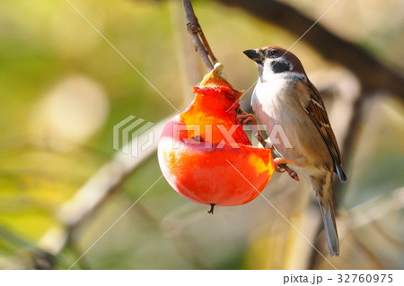 柿の実とスズメの写真素材 [32760975] - PIXTA