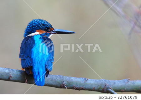 カワセミ 32761079