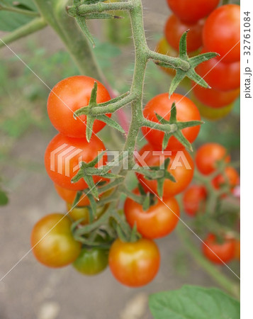 トマト 32761084