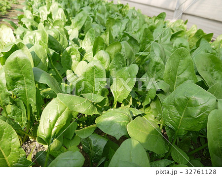ほうれん草 32761128