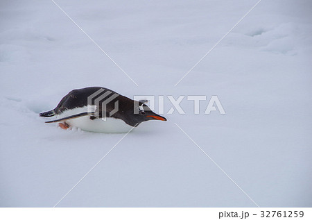 滑るペンギン 32761259