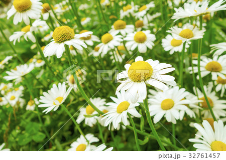 高山植物 フランス菊 高山植物 フランス菊 32761457