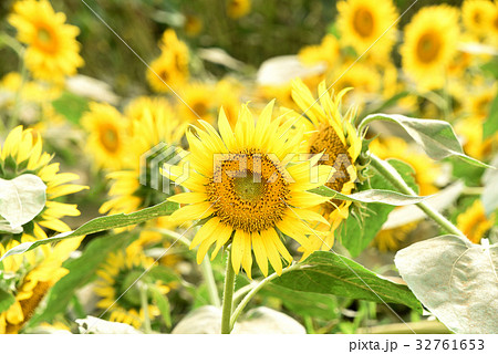 ひまわり ひまわり 32761653