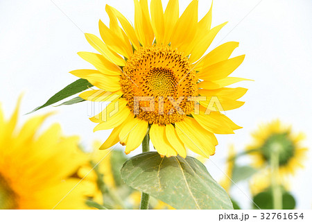 ひまわり 32761654
