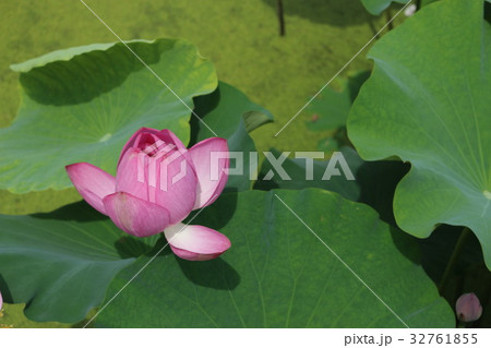 蓮 32761855