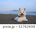 ウエスティ　海　６ 32762698