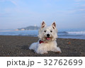 ウエスティ　海　７ 32762699