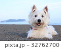 ウエスティ　海　８ 32762700