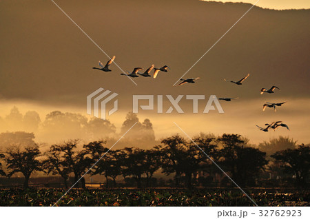 瓢湖の白鳥 32762923