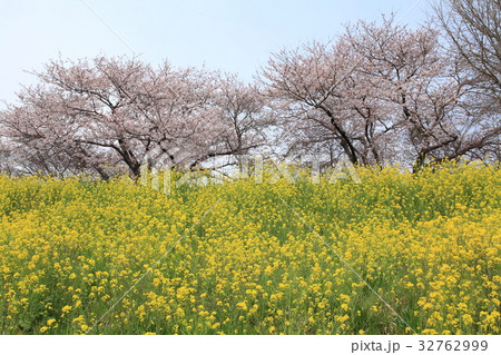 菜の花と桜 32762999