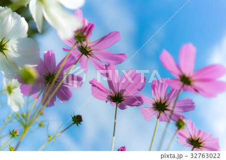 秋空に映えるコスモス 32763022