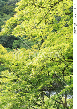 夏の香嵐渓 32763103