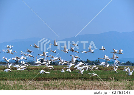 新潟県の白鳥 32763148